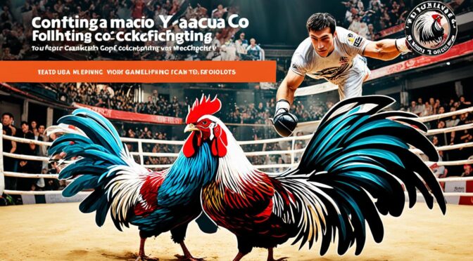 Ulasan Situs Sabung Ayam Macau Terpercaya dan Aman