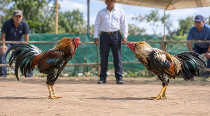 Mengenal Faktor yang Memengaruhi Pertandingan Sabung Ayam 2026?